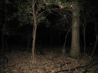 Chicago Ghost Hunters Group investigates Robinson Woods (204).JPG